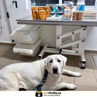 Nový rok, stejná srdce 🤍 Děkujeme, že myslíte na pejsky z @anidef_utulekzim 🐶 Chceš se přidat k pomoci? 👉 odkaz v bio 🔗🐾