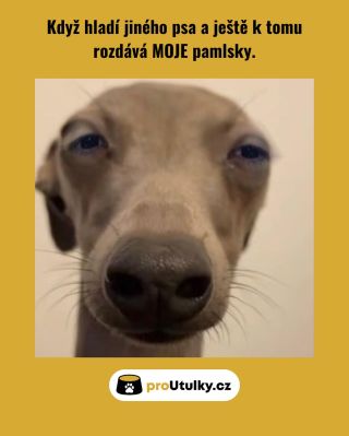 Když hladí jiného psa a moje pamlsky kolují po světě 😌🐕 Pejsci v útulcích by si také zasloužili naplnit misky. Pomůžeš...