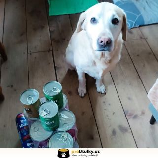 Děkujeme, že při Adélka, z.s. stojíte spolu s námi 🤍 I díky vám mají pejsci plné misky 🥣🐕 Pojďme pokračovat 👉 link v bio 🐾✨