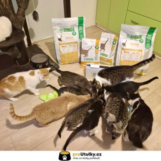 Tohle všechno je díky vám. 💙 Díky vaší podpoře mají kočičky z útulku @kockyukatky jistotu, že na ně někdo myslí. 🐾 👉...