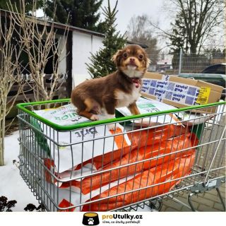 Pac sem, pac tam… a miska je plná 🐾🥣 DĚKUJEME, že pomáháte útulku @lozolomouc 💛🐶 👉 Pokračujeme dál Klikni na link v bio 🔗✨