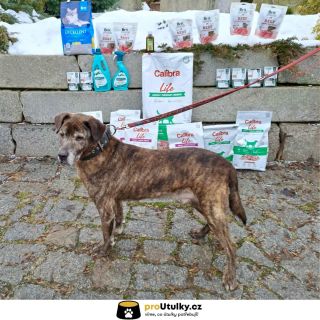 Misky se plní díky vám 🥣 @utulekjimlin posílá velké DĚKUJEME 🐶🤍 Pomozte i vy – stačí kliknout na odkaz v bio 🔗 Každá pomoc...