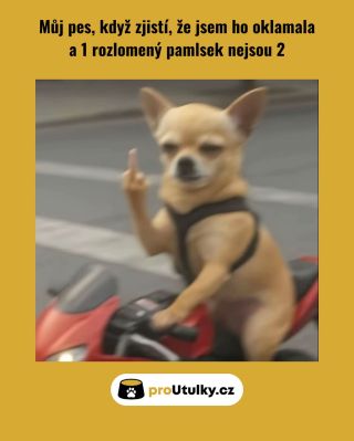Poloviční pamlsek = velké drama 😤🐾 Ale pro pejsky v útulcích je každý kousek velká pomoc 💛 Pomoz jim 👉 link v bio