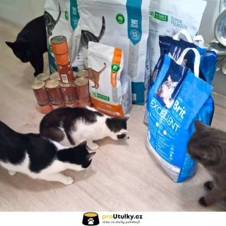 Společně děláme svět lepším i pro kočičky 🐱💛 Děkujeme, že stojíte při @kocici_domov_sissi 🐾 Chceš pomoci? 👉 link v bio