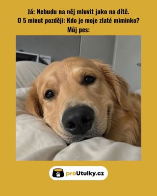 🐾 Kdo se v tomhle meme našel? 😄 Zatímco někteří pejsci usínají obklopení láskou, jiní dnes potřebují především plnou...