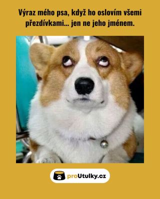 🐶 Kdo další má doma pejska s desítkami přezdívek? 😄❤️ Ne všichni pejsci však mají milující domov. Mnozí stále čekají v...