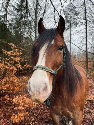 Oblíbená kombinace provazové ohlávky🖤 základ v tmavě zelené barvě doplněný o béžovo-zelený oplet, kde je zelená část se...