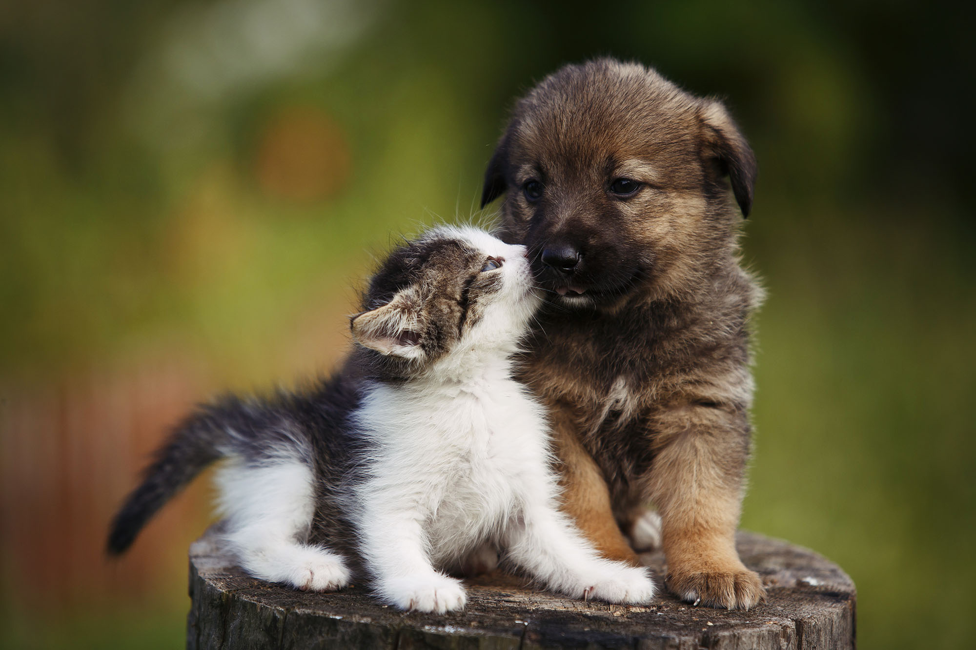 LUCAA+ Pets, přírodní řada pro vaši milovanou kočku a psa