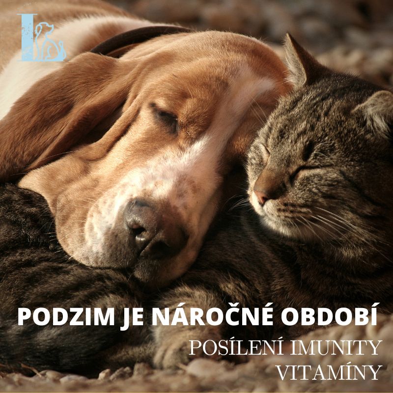 podzim - posílení imunity u psa, vitamíny pro psa