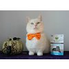 24720 4 composure feline