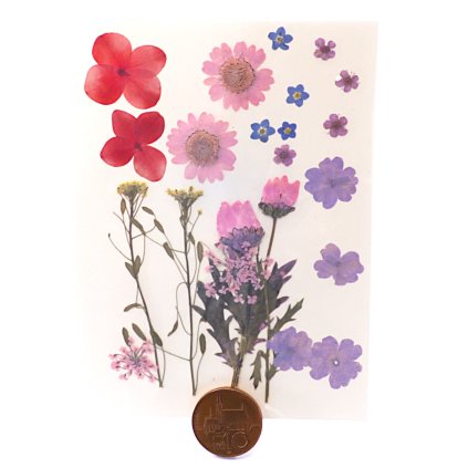 Sušené lisované květiny 5