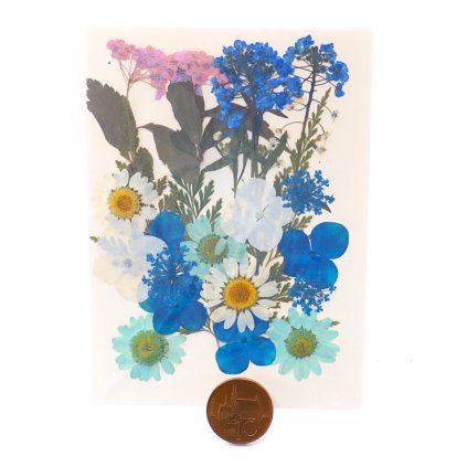 Sušené lisované květiny 4