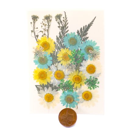 Sušené lisované květiny 2