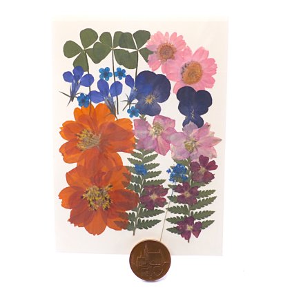 Sušené lisované květiny 3