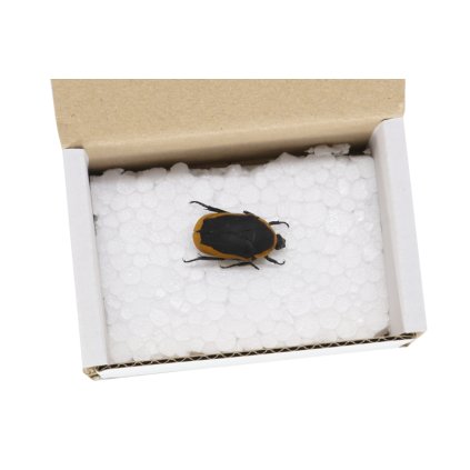 Zlatohlávek konžský Pachnoda Marginata