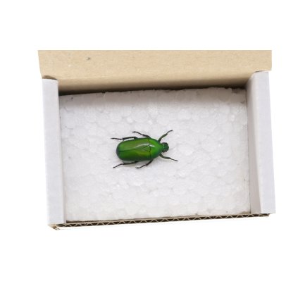 Zlatohlávek smaragdový Chlorocala Africana