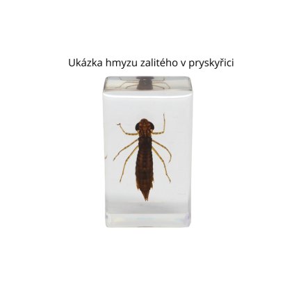 Listokaz Anomala Leach