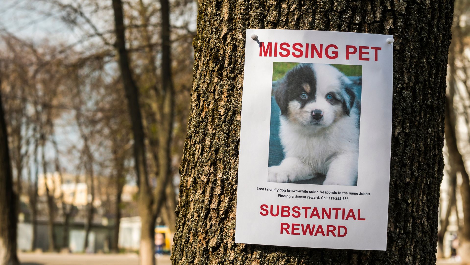 🐶 Psí známky na obojek: Proč by je měl mít každý 🐕?