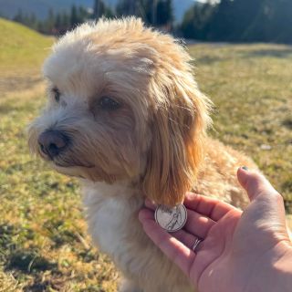 Tohle je Lilly. A na krku nosí klid pro své páníčky. 🐾 Každý pejskař to zná. I když máte toho nejposlušnějšího parťáka,...