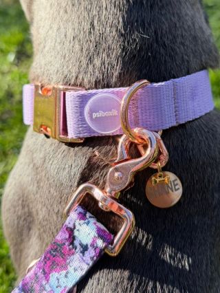 Lilac × Merle × psí známka kolečko Rose gold ✨ Tichý detail. Silný dojem. A Shane. #psiboxik #obojek #vodítko #psiznamka