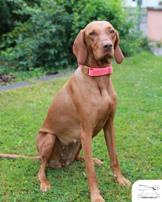 🌸💟 Vybavte svoje pejsky na jaro těmi nejbarevnějšími obojky od Psidoplnky.cz🐶 #psidoplnky #pes #obojek #jaro