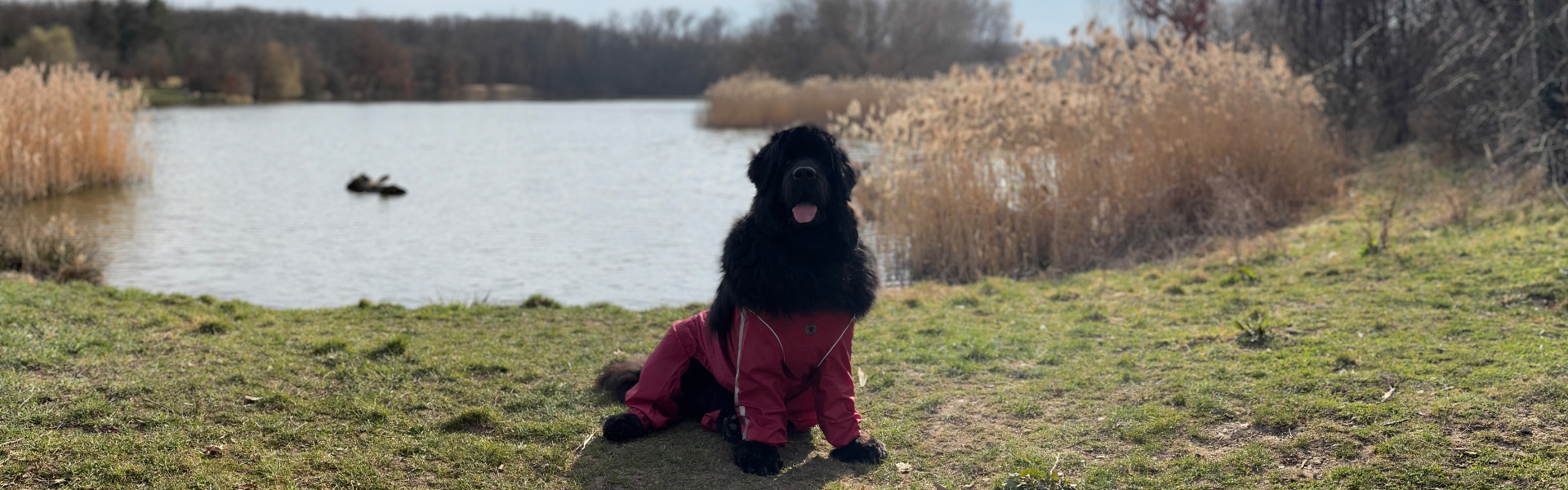 Gordy v kalhotech - landing page