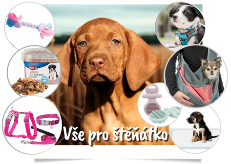 Kompletní výbava pro štěně - tipy, poradenství, doporučení