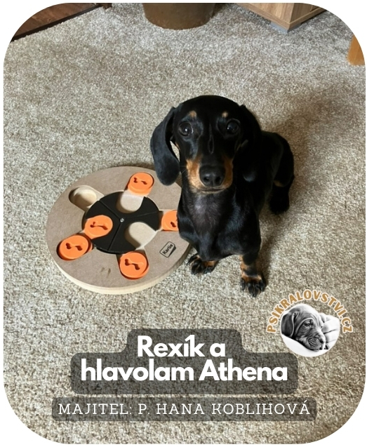 hra-hlavolam-athena-karlie-psikralovstvi-jezevcik-Rex-Hana-Koblihova
