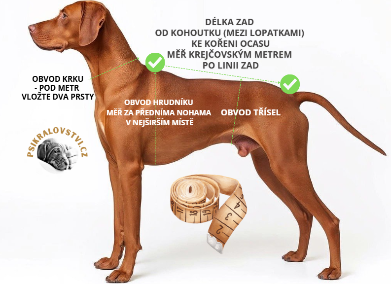 jak-spravne-zmerit-psa-na-oblecek-postroj-obojek-navod-psikralovstvi-cz