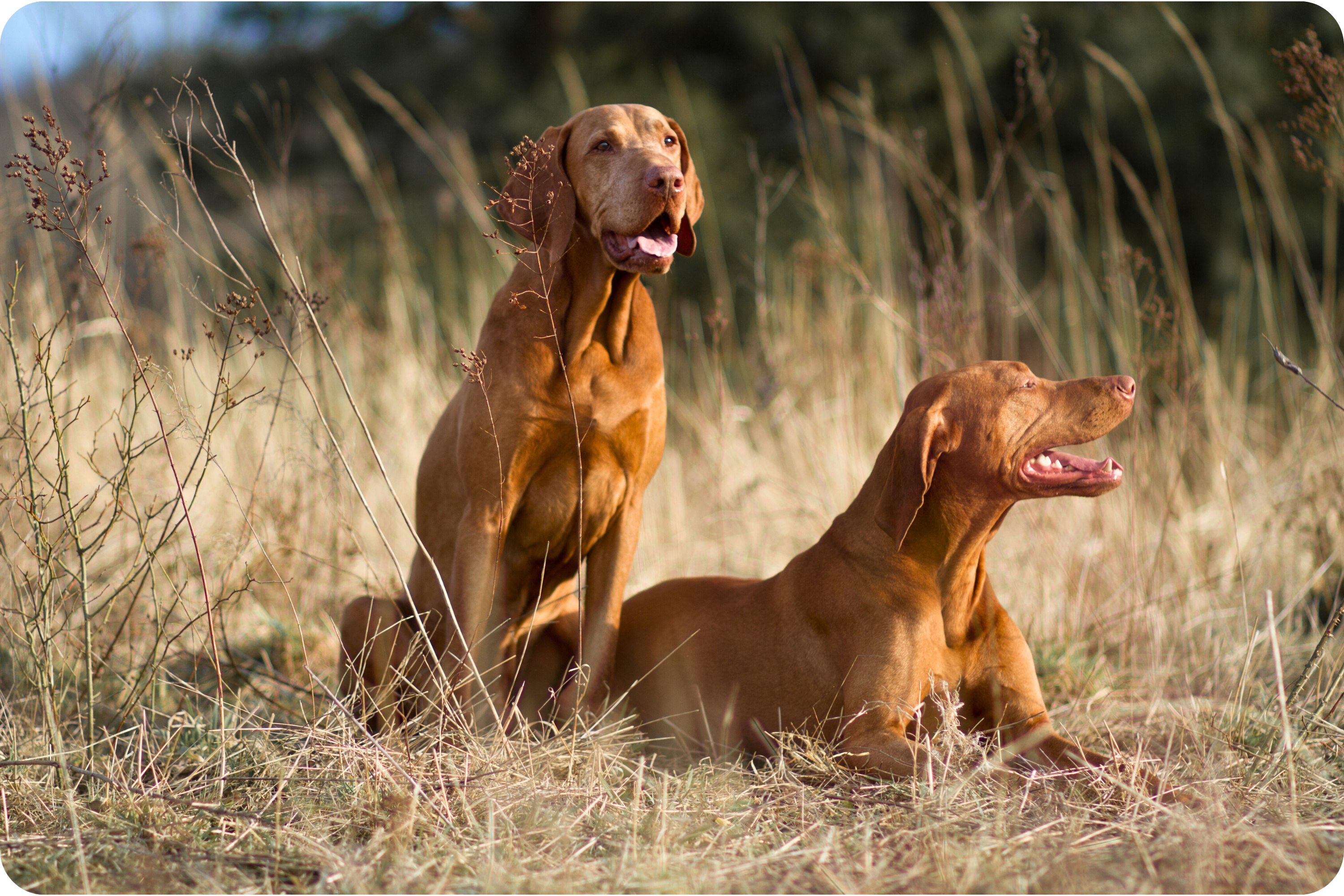 madarsky-ohar-vizsla-lovecky-pes-merlin-drago