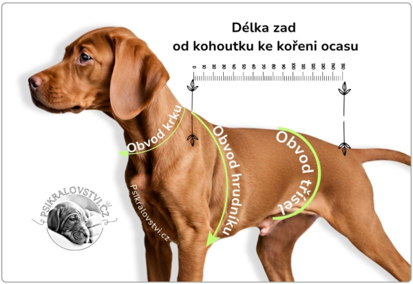 mereni-psa-psikralovstvi-cz-eshop-postroje-oblecky-obojky-jak-zmerit-psa