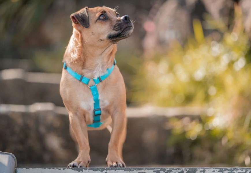 postroj-pes-red-dingo-tyrkys-jednobarevny-3