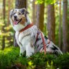 Hurtta casualyeco postroj skorice