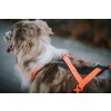 Postroj RUSH Non-stop Dogwear Oranžová