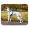 postroj rush non stop dogwear teal 2