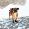 Botičky pro psa ochranné WALKER ACTIVE 2ks M-L