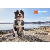 Obojek Cruise Non-stop Dogwear polostahovací Oranžový
