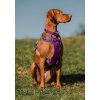 obojek red dingo fialovy jednobarevny vizsla