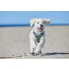 ramble postroj zeleny non stop dogwear
