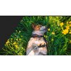 Obojek ROCK Adjustable nastavitelný Non-stop Dogwear