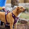 postroj hurtta weekend warrior lilkovy eco II novinka 3