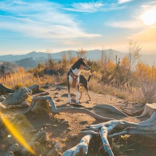 Náš Kája jde na výšlap výhradně s Warriorem! 💪🏼🥰 Hurtta Weekend Warrior postroje na Psím království 👑 🐾Top kvalita 🐾Nej...