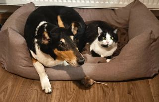 Pelíšek našeho Káji je z půlky obsazen jeho kocouřím bráškou Brucem 😁 A kolik mazlíčků máte vy a jak spolu vycházejí?...