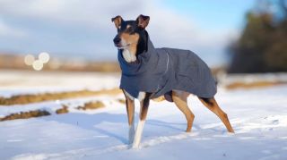 Náš Kája ve svém bezkonkurenčním oblečku Hurtta Expediton parka 👑 ❄️ Ergonomický tvar ❄️ Funkčnost ❄️ Krásně chrání...