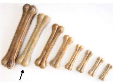 Buvolí kost přírodní Tenesco 20 cm