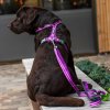 comfort walk air harness (5)