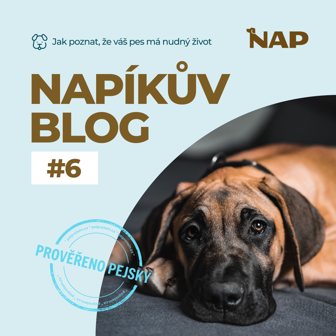 Jak poznat, že váš pes má nudný život – a co s tím udělat za 10 minut denně
