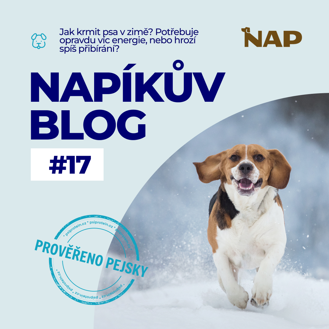 Jak krmit psa v zimě? Potřebuje opravdu víc energie, nebo hrozí spíš přibírání?