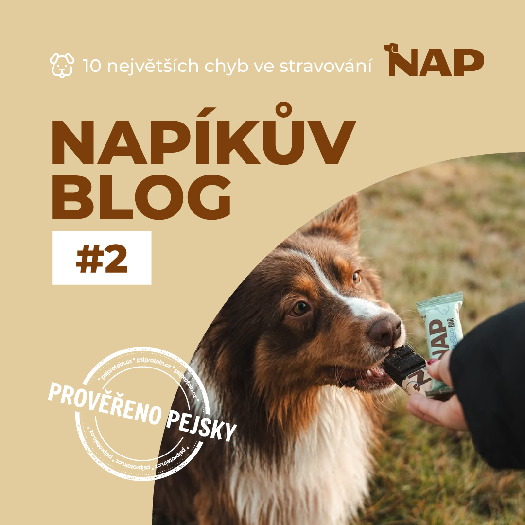 10 největších chyb ve stravování aktivních psů (a jak se jim vyhnout)