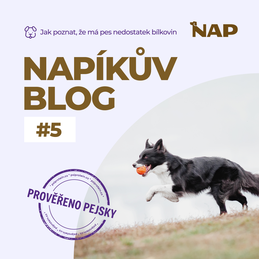Jak poznat, že má pes nedostatek bílkovin (a co s tím)?